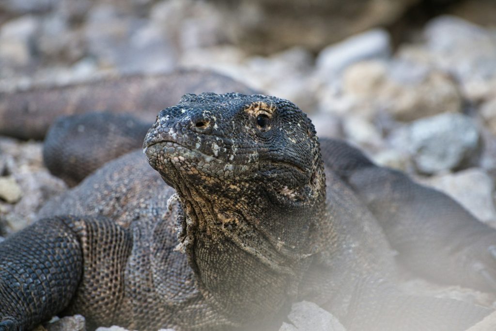 Are Komodo Dragons Dangerous? Safety Rules for Visitors