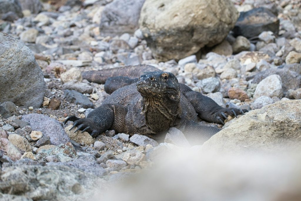 Rinca Island vs Komodo Island: Which Should You Visit?